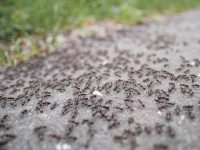 Ameisen mit Hausmitteln im Garten bekämpfen