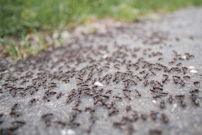 ameisen-mit-hausmitteln-im-garten-bekaempfen-690x460 Ameisen mit Hausmitteln im Garten bekämpfen