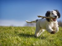 Der Getreide-Mythos beim Hund