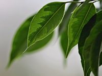 Ficus benjamini (Birkenfeige) richtig pflegen