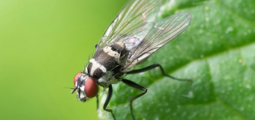 Fliegenkot von Fensterscheiben mit Hausmitteln entfernen