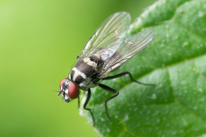 fliegenkot-von-fensterscheiben-mit-hausmitteln-entfernen-690x459 Fliegenkot von Fensterscheiben mit Hausmitteln entfernen