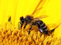 Hausmittel gegen Bienen- und Wespenstiche