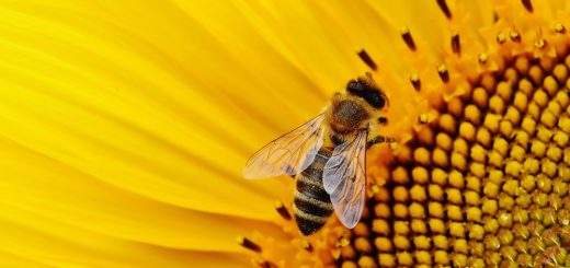 Hausmittel gegen Bienenstiche