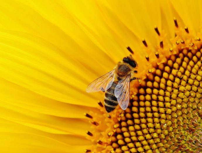 hausmittel-gegen-bienenstiche-690x522 Hausmittel gegen Bienenstiche