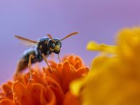 Insekten im Sommer: Das kann man gegen sie tun