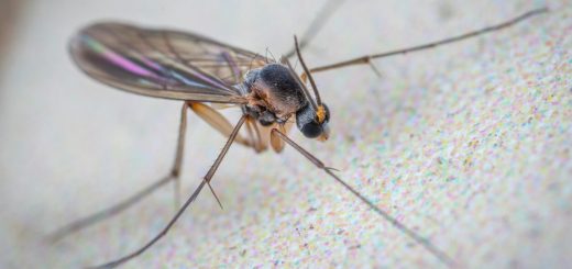 Insektenstich mit Hausmittel heilen