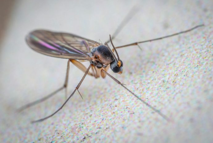 insektenstich-mit-hausmittel-heilen-690x464 Insektenstich mit Hausmittel heilen