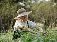 Japanische Gartenscheren - was macht sie so besonders?