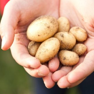 Kann man rohe Kartoffeln einfrieren?