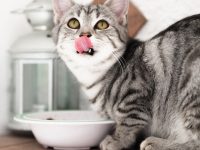 Katzen gesund und artgerecht ernähren – so geht's