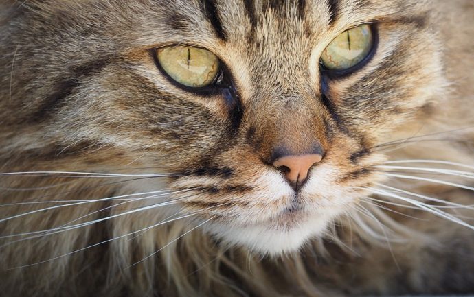 katzenurin-mit-hausmitteln-entfernen-690x433 Katzenurin mit Hausmitteln entfernen