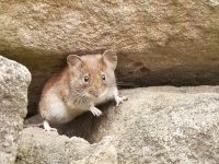 Mäuse in der Garage bekämpfen