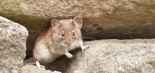 Mäuse in der Garage bekämpfen