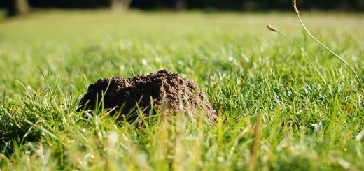 Maulwurf mit Hausmitteln vertreiben