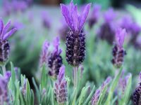 Mediterraner Flair im heimischen Garten