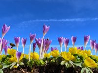 Mit Einfassungen aus Cortenstahl Akzente im Garten setzen