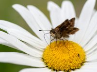 Motten mit Hausmitteln bekämpfen