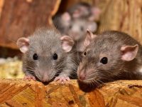 Ratten und Mäuse aus den heimischen vier Wänden mit professioneller Hilfe verjagen