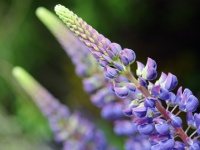 Stauden - so verschönern Sie Ihren Garten