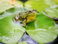 Teichpflege – so machst du es richtig