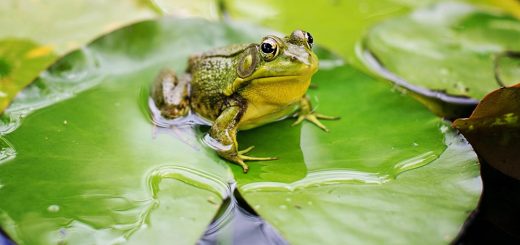 Teichwasser wird grün - was tun?