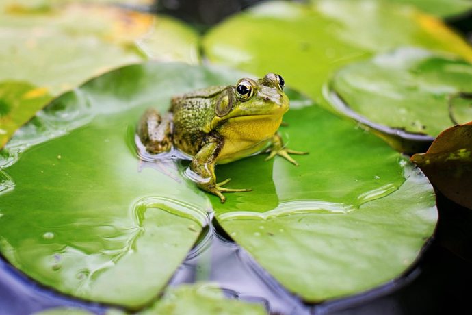 teichwasser-wird-gruen-was-tun-690x460 Teichwasser wird grün - was tun?