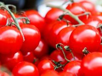 Tomaten richtig lagern