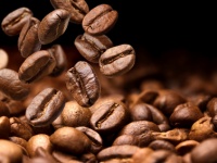 Unterschied der Kaffeesorten Arabica und Robusta