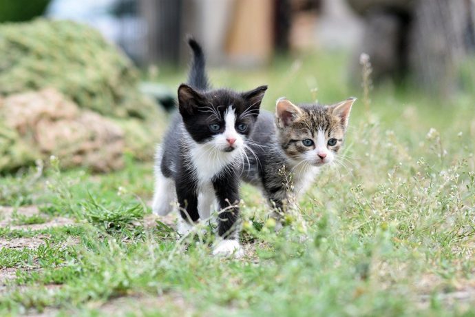 was-hilft-gegen-katzen-im-garten-690x460 Was hilft gegen Katzen im Garten