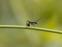 Was kann man gegen Ameisen im Garten tun?