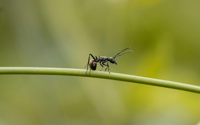 was-kann-man-gegen-ameisen-im-garten-tun-690x431 Was kann man gegen Ameisen im Garten tun?