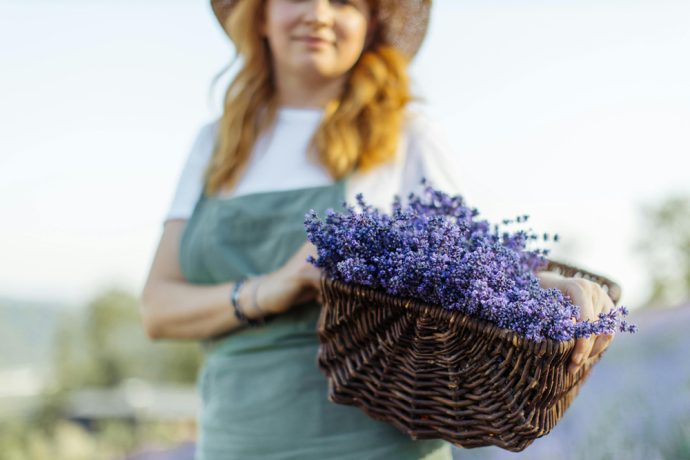 wie-kann-man-lavendel-vermehren-690x460 Wie kann man Lavendel vermehren?