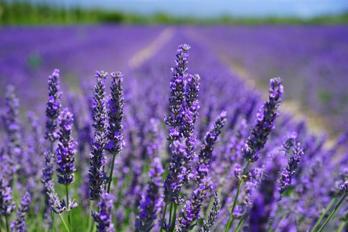 wie-sollte-man-lavendel-schneiden-690x460 Wie sollte man Lavendel schneiden?