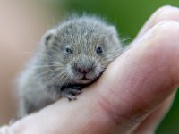 Wühlmäuse im Garten mit Hausmitteln vertreiben