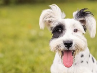 Zecken bei Hunden entfernen